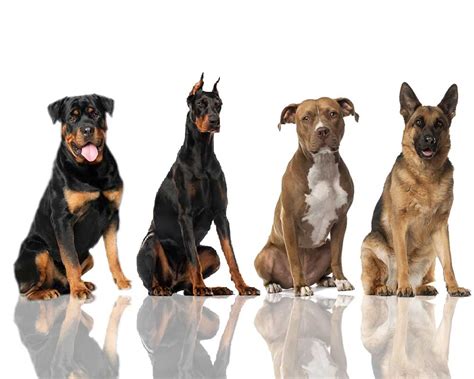 Smartest Dog Breeds Ultimate List Thatsweett