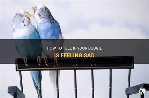 How To Tell If Your Budgie Is Feeling Sad Petshun
