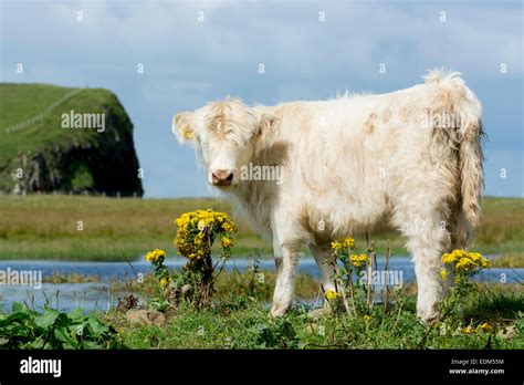 White Highland Cattle Calf Stock Photo Alamy