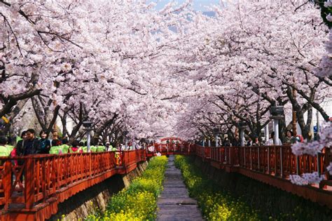 The Ultimate Guide To Cherry Blossom Viewing Spots In Korea Travel