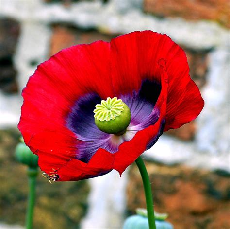 Opium Poppy Flower Free Photo On Pixabay Pixabay