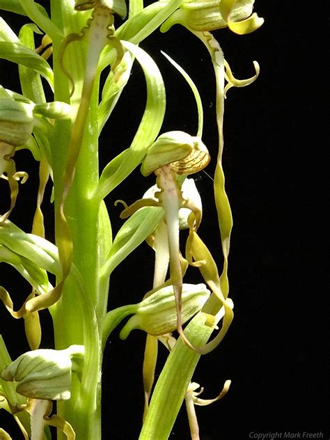 Himantoglossum Hircinum The Lizard Orchid Mark Freeth Flickr