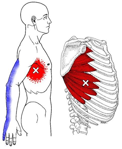 This section reviews pain in the left rib cage due to damage to bones, cartilage muscles, and ligaments. Pin on Massage