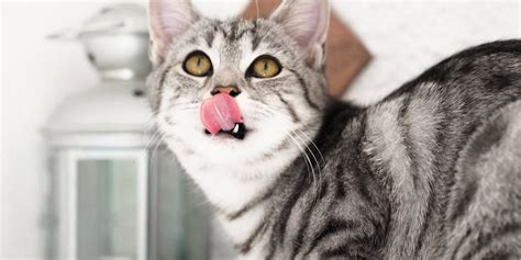 10 Cara Merawat Kucing Untuk Pemula Biar Makin Penurut Pintarpet