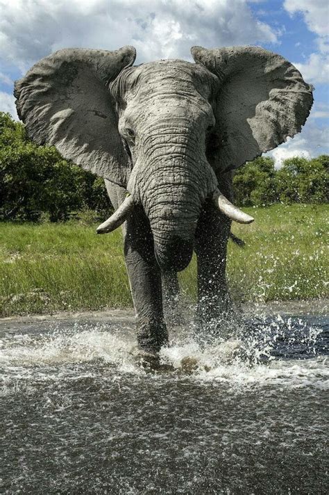 1280 Best Animals Elephantine Images On Pinterest