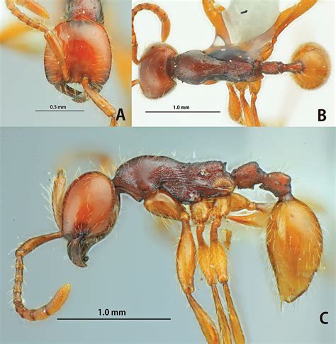 The Aenictus Ceylonicus Species Group Hymenoptera Formicidae