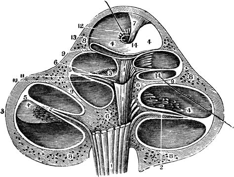 The Cochlea Of The Ear Clipart Etc