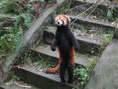 Standing Up Red Panda Bastchild Flickr