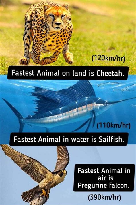 Fastest Animal On Land Is Cheetah Fastest Animal In Water Is Sailfish