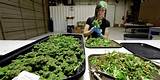 Images of Jobs In The Marijuana Field