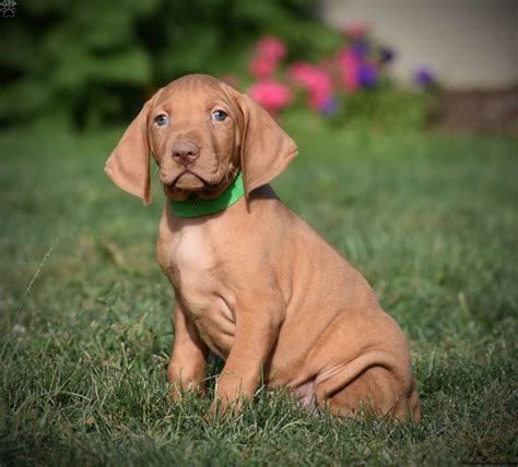 Find vizsla puppies for sale on pets4you.com. Milo - Vizsla Puppy For Sale in Pennsylvania