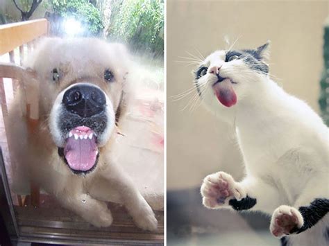 20 Animals Licking Glass That Have No Idea How Silly They Look Bored