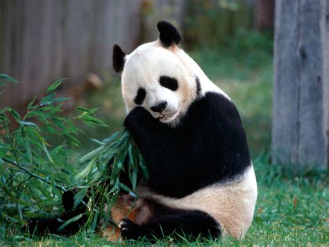 Beautiful Wallpapers Panda Bear Wallpaper