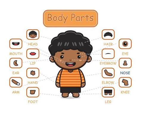 Cartoon Body Parts Vector Art Icons And Graphics For Free Download