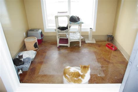 This perfect cat in his holder. Hinton and District SPCA (serving Edson, Jasper, Hinton ...