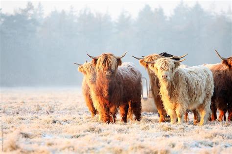 Highland Cow Wallpapers Wallpaper Cave