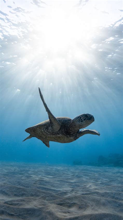 Look at the size of this turtle! Download wallpaper 1350x2400 skull, sea turtle, underwater ...