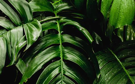 Download Fresh Plants Green Leaf Big Wallpaper 2560x1600 Dual Wide