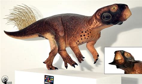 Laser Imaging Reveals Skin Color Of Triceratops Cousin Asian