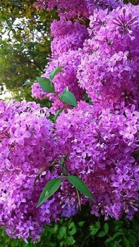 25 French Violet Lilac Seeds Tree Fragrant Flowers Perennial Seed Flow