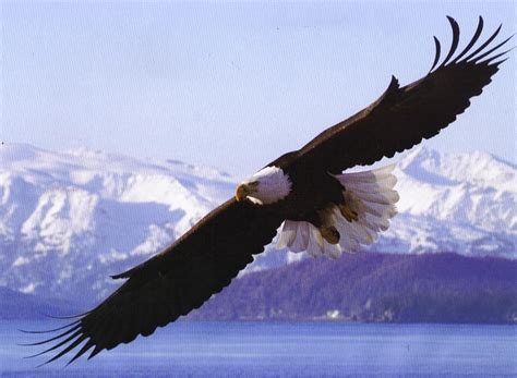 The Mighty Bald Eagle Usa National Symbol Bald Eagle Bald Eagle