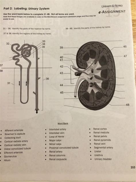 Urinary System Worksheet Coloring Page Excretory System