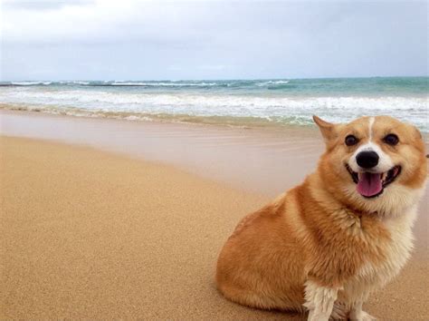 In addition, there are two these corgi puppies were historically used as herding dogs mostly for cattle. Corgi loves the beach | Animal humor dog, Corgi, Dogs