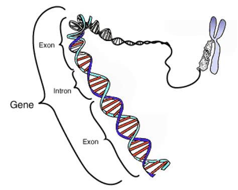 Difference Between Dna And Genes Definition Structure Features