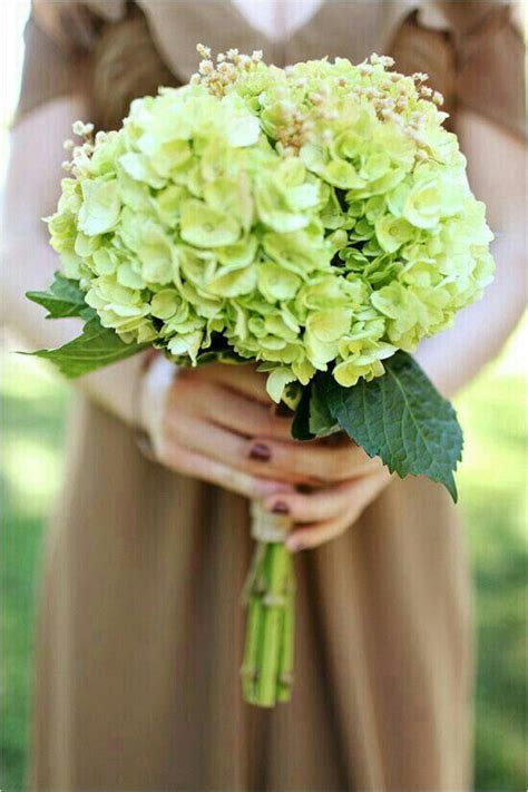 Check spelling or type a new query. {Bridesmaid's Bouquet Of Green Jumbo Hydrangea, Dried ...