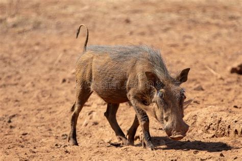 Common Warthog Phacochoerus Africanus In Southern Africa Stock Image