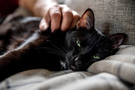 Top 10 Ways To Show Your Cats You Love Them Beaconpet