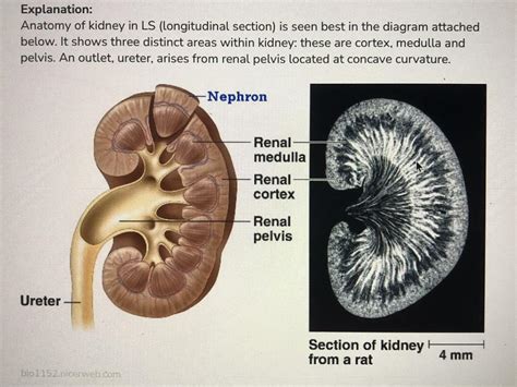 Where Are The Renal Pyramids Located Within The Kidney