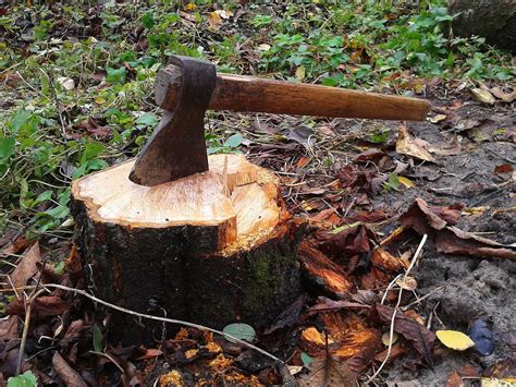 Can i ask that they fix the damage or. Free picture: axe, stump, tree, cutting, forest, grass, leaf