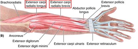 Image Result For Extensor Carpi Radialis Brevis Human Anatomy