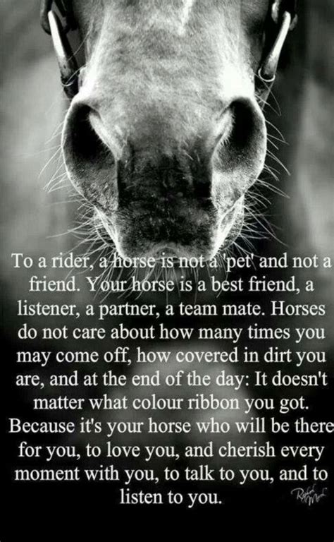 ♥️🐎🐎🐎🐎🐎🐎🐎♥️ Horse Riding Quotes Inspirational Horse Quotes Horse Quotes
