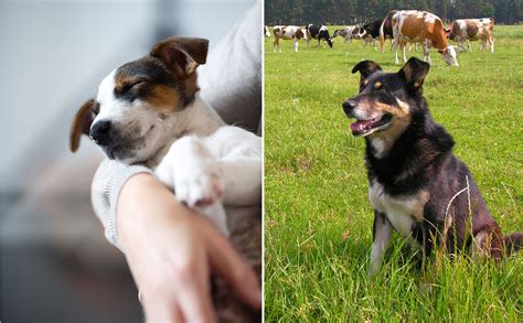 Their products are not sold in traditional pet food stores and are instead delivered straight to their customer's doors. Are Farm Dogs Happier Than Lap Dogs? - Modern Farmer