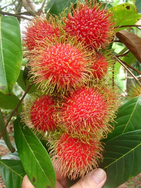 Polynesian Produce Stand ~red Rambutan~ Nephelium Lappaceum Live Rare