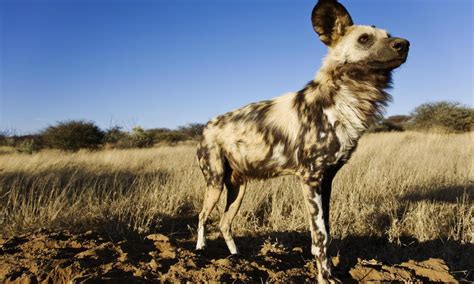 Fascinating African Wild Dog Facts And Where To See Them Southern