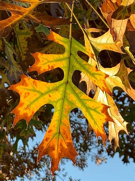 A lobe may be defined as a curved or rounded projection. Amazing leaves of Oak Tree. The round toothed lobed of ...
