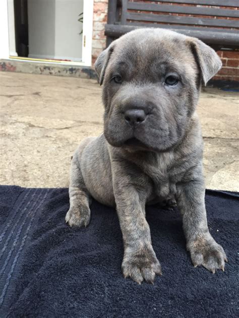 They are usually medium sized, with. blue staffy x blue shar-pei puppies | Fakenham, Norfolk | Pets4Homes