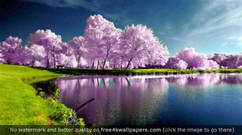 Download Purple Trees Nature 4k Wallpaper Desktop In By Erinc8