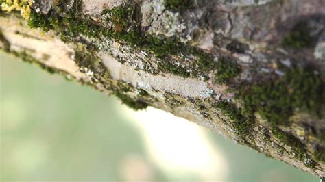 Free Images Tree Water Nature Grass Branch Sunlight Leaf