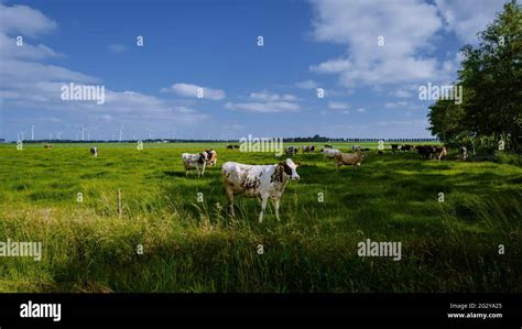 Dutch Brown And White Cows Urk Netherlandsblack And White Cows In A Grassy Field On A Bright