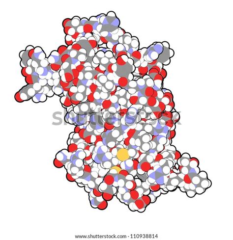 Human Growth Hormone Hgh Somatotropin Molecule Stock Illustration