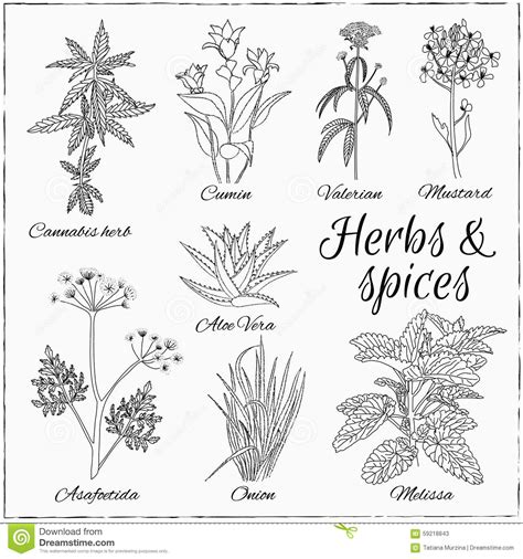 Set With Herbs And Spices Stock Illustration