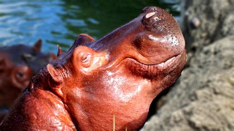 Top 10 Facts Do Hippos Sweat Blood Youtube