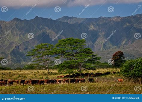 Cattle Ranch on Kauai, Hawaii Stock Image - Image of mountains