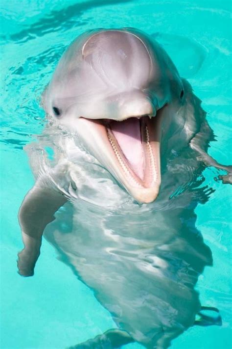 Smile Of The Month Dolphin Photos Common Bottlenose Dolphin Dolphins