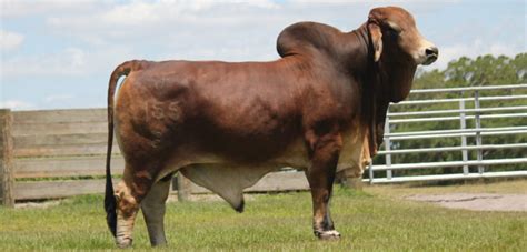 Find the perfect brahman cattle stock photos and editorial news pictures from getty images. Brahman Cattle Archives - Moreno Ranches