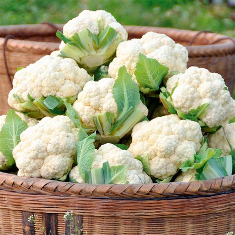 Cauliflower Plants Late Summer Continuity Collection Dobies